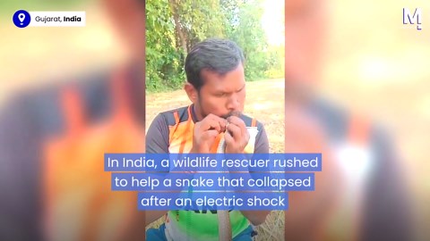 Electrocuted snake receives CPR from wildlife rescuer