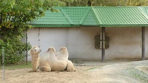 Bactrian camel lying in a sandy zoo enclosure with a green-roofed structure and trees in the background. This image captures the peaceful moment of the camel in a setting that combines elements of
