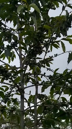 We're visiting a coffee farm! #coffee #coffeebean #coffeetree #agriculture #farmlife | Laura Farms