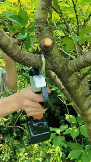 Electric pruning shears, 4cm caliber, 8 hours of battery life#ElectricPruningShears#FruitTreePruning