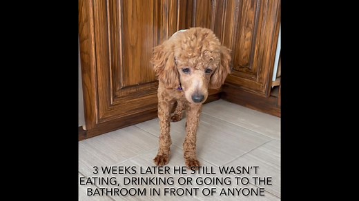 Bud is an 8-month-old poodle with the softest curls and an even softer heart. Rescued from a hoarding situation, Bud came to us scared and unsure of the world. This timid little guy is slowly learning that people can be kind. While he’s still cautious, Bud tends to bond with a gentle female in the home and will become her little shadow, quietly following her from room to room. He finds comfort curled up on a cozy couch or bed, especially if there’s a calm doggy friend nearby—he does best with a