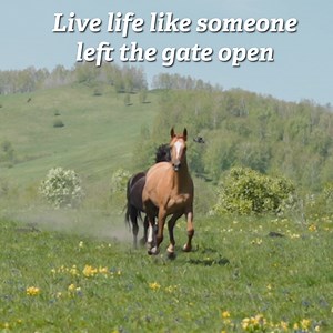 Live life free | Horse Sense
