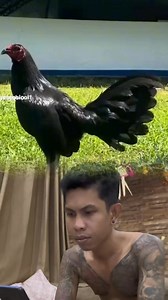 231K views · 7.5K reactions | Semoga suatu saat bisa memiliki. Black hennie  #fyp #fypreel #fbpro #videocompilasi #videomix #ayamphilipin #hennie #perernakphilipin @sorotan Supers Ramon | Krb Bali | Facebook