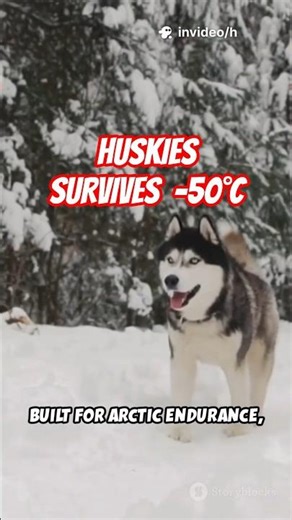 This Dog Survived -50°C 🥶 Siberian Husky Facts #husky #facts #shorts #siberia