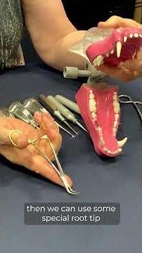 Mastering Root Tip Extractions | Dr. Heidi Lobprise DVM, Dipl. AVDC | Veterinary Forceps & Picks