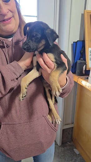 🥳Adopted🥳 Acorn 🌰 Male, 10 Weeks Old, Lab/Shepherd mix ❤️ | Rescue Charlie's Friends