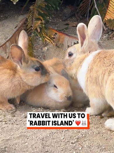 Exploring Rabbit Island: A Hidden Gem in Japan