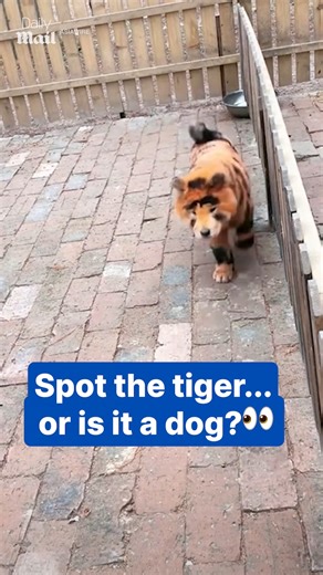 Has the stunt become a trend now? 😒 | Daily Mail Video