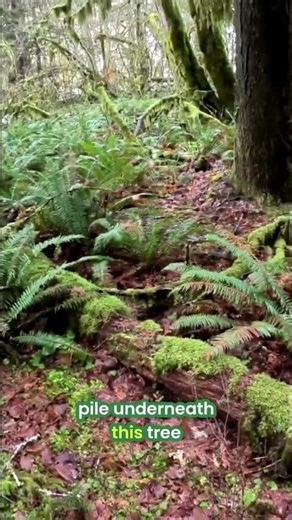 Elk Poop & Trails: Wild Forest Secrets Revealed! #shorts