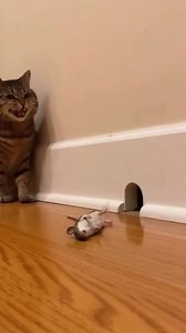 farts that make you drunk🐈🐀 | Cute Cat