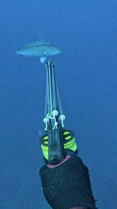 226K views · 4.7K reactions | Diving Deep for Hawaiian Snapper! #spearfishing #fishing | Ryan Myers Spearfishing | Facebook