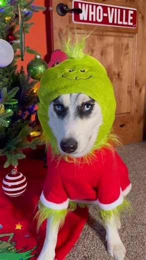 Ozzy the Grinch: A Pup's Holiday Adventure
