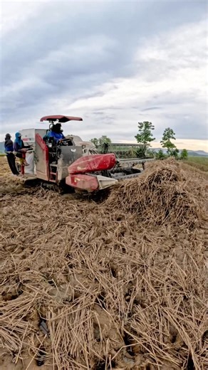 Thresher machine narin😁 #harvester #ricefield #yanmar #hybrid #farmerlife #combineharvester #magsasakalife Part 3 | Glen M Ibanez