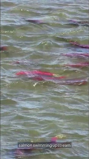 Why do salmon fish swimming upstream
