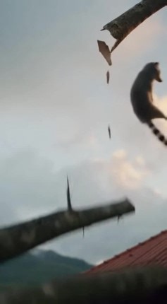 Brave hammock owner saves adorable cacomistle from becoming jaguar's dinner in incredible rooftop rescue! #WildlifeRescue #AnimalHeroes #NatureIsMetal | Amazing Animals