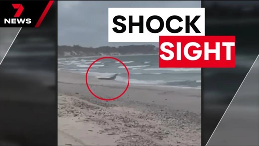 Croc spotted on beach