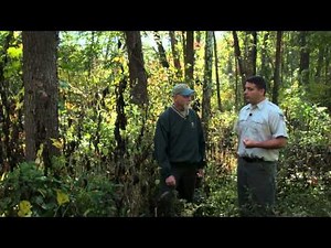 Timber Stand Improvement: Canopy Competition | Indiana DNR