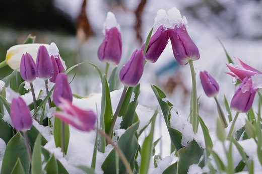 Meteorological spring is here! Check out the updated spring forecast