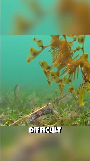 Sea Dragons: Masters of Disguise?! Their Color-Changing Abilities!