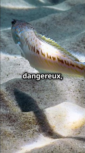 Un des Poissons les Plus DANGEREUX en Méditerranée ! ⚠️ Attention à la Vive ! 🐟