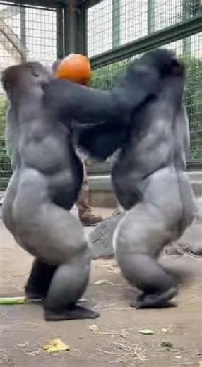 Faced with unequal food distribution, the gorillas started fighting! #ai #gorilla #unbelievably