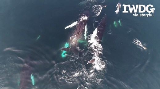 2.3M views · 142K reactions | AMAZING SIGHT! Drone video captured...