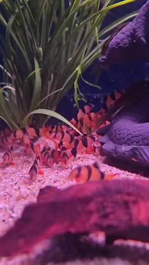 2.5K views · 12 reactions | Meet the Clown Loach!  With their bright orange stripes and adorable faces, these fish always steal the show. Plus they are really helpful for keeping pest snails under control Have a look at sizes available  https://www.abyssaquatics.co.uk/product/clown-loach-2/ | Abyss Aquatic Warehouse | Facebook