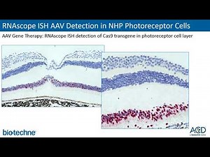 2020 Jun 15 - ACD RNAscope for Gene Therapy Webinar - Dr Christopher Bunker