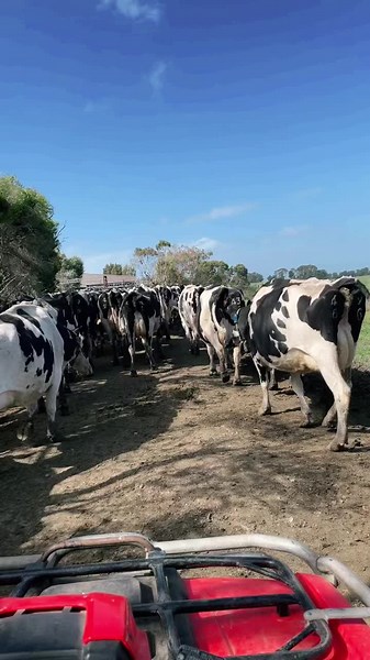 wright_chels (@wright_chels)’s videos with Cows Around - Corb Lund