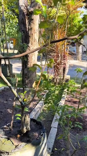 Jujube plant yours now we deliver door to door and cod 🍏🌱 | Nueva Ecija Grafted fruit trees