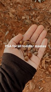 Okay, I hate to say it, but your toddler’s favorite acorns most likely have maggots in them… There are bugs called acorn weevils that lay their eggs inside the acorns while they’re still on the tree. When the eggs hatch, the larvae feed on the inside of the acorn and chew their way out of it. My biggest piece of advice: don’t let them bring acorns inside. Learn from my mistakes 😂 #mumsoftoddlers #momoflittles #toddlermom #toddlermama #homesteadingmama | Mindfully Made Motherhood