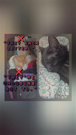 executive function #shorts