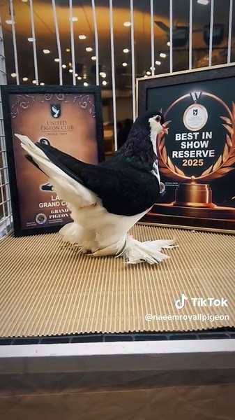 Champion Fancy Pigeon Show Highlights in Lahore