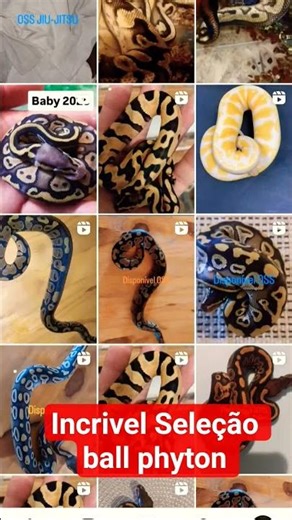 incrivel seleção piton bola ball phyton #snake #piton #reptiles