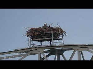 Visarend, zeearend, rode wouw, zwarte wouw roofvogels Duitsland / birds of prey Germany, #D3