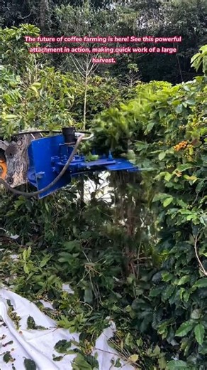Amazing Excavator Mounted Coffee Harvester Attachment In Full Action #coffee #harvest #farming #how