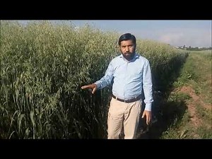 Fodder Oat Production in Pakistan/Agriculture/Livestock