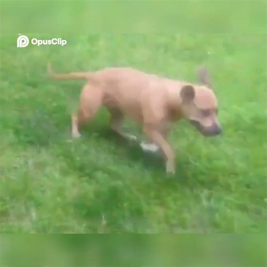 HYPE! Nathaniel L Jenifer Jr Goofy Dogs Approaching & Walking Prepare for Awws!