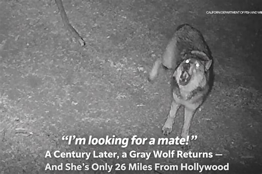 A Century Later, a Gray Wolf Returns — And She’s Only 26 Miles From Hollywood - Its Not You Its Me Media