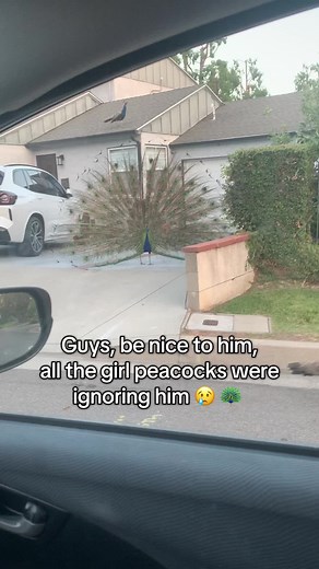 Peacocks in Canada: A Heartwarming Encounter