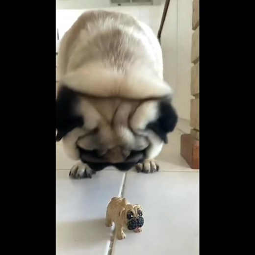 Pug Eating Another Pug: Adorable Pug Store Must-Visit