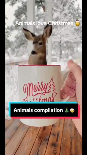 Animals compilation 🥰❤️💕🎄🐶🎅🎅🎅#animals #christmas