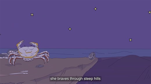 You may have noticed that land crabs are very active at the minute... they are making their long migration from Green Mountain National Park to beaches such as North East Bay Nature Reserve to spawn. Learn more about our beloved land crabs through this informative video... #AscensionIsland #smallislandBIGVISION #crabs | Ascension Island Conservation