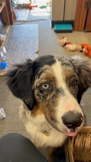 Tobe is very smart ❤️ | The Vintage Touch Antiques , Gifts , Furniture store