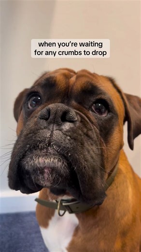 13K views · 487 reactions | Trunks the Boxer on Reels | Facebook