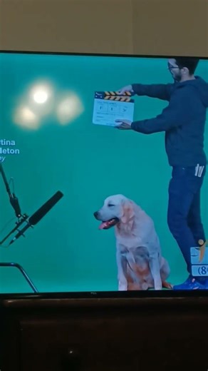 Rex the Labrador Dog in Pendleton Law Team 2025 Commercial #dog #doglove #labradorretriever