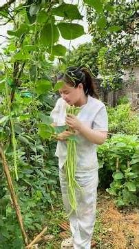 Going to pick beans in the organic vegetable garden #organicvegetables