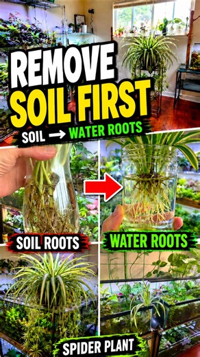 Why I Grow Water Roots Before Adding Houseplants to My Aquarium