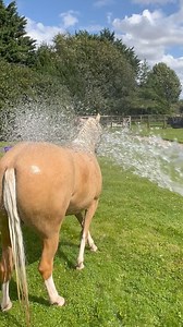 19K views · 135 reactions | How to teach your horse or pony to enjoy...