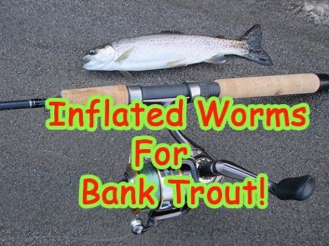 Bank Fishing For Trout: Inflated Worms!